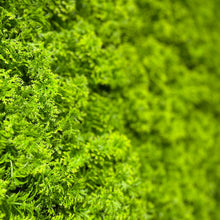 Afbeelding in Gallery-weergave laden, Resileaf Moss - 3m²

